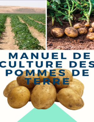 manuel culture pomme de terre