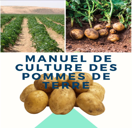 manuel culture pomme de terre