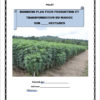 Business plan culture du manioc à télécharger (Word et PDF) – Image 2