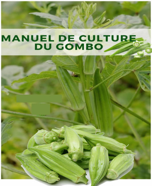 Manuel culture du gombo