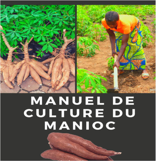 Manuel culture du manioc