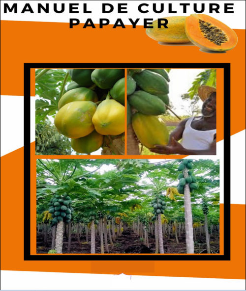 manuel culture papaye