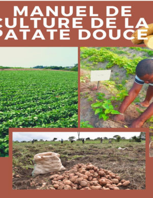 business plan agriculture en afrique Manuel culture patate