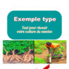 Business plan culture du manioc