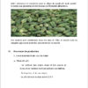 Business plan culture du gombo à télécharger (Word et PDF) – Image 5