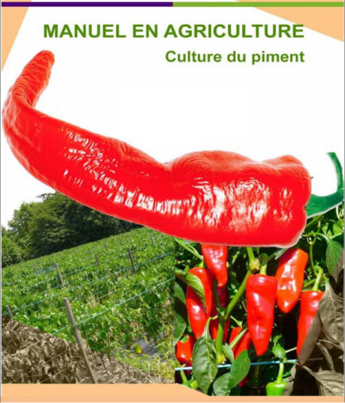 Business plan de culture du piment à télécharger (Word et PDF) – Image 2