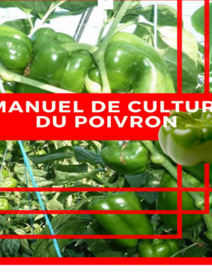 Manuel culture du poivron
