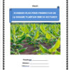 Business plan banane plantain