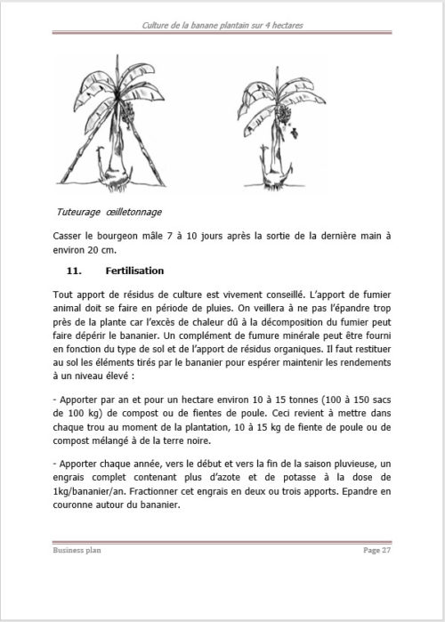 Business plan de culture de la banane plantain à télécharger – Image 5