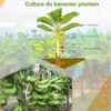 Manuel culture banane plantain
