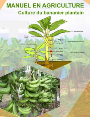 Manuel culture banane plantain