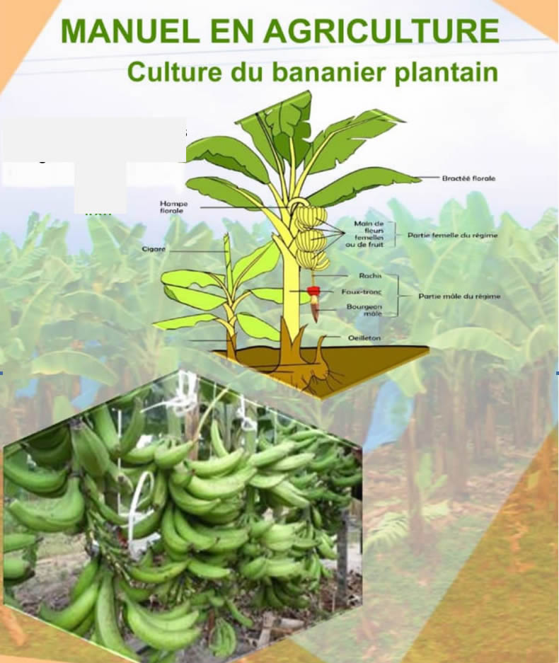 Manuel culture banane plantain